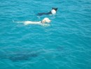 Daisy and Salty Dog swimming with Splash- the dolphin